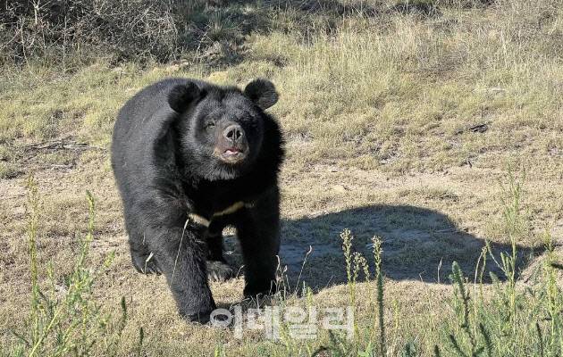강원도 사육 농가에서 구조되어 미국 콜로라도주의 야생동물 보호소 ‘TWAS(The Wild Animal Sanctuary)’에서 지내고 있는 반달가슴곰의 모습(사진=동물자유연대)