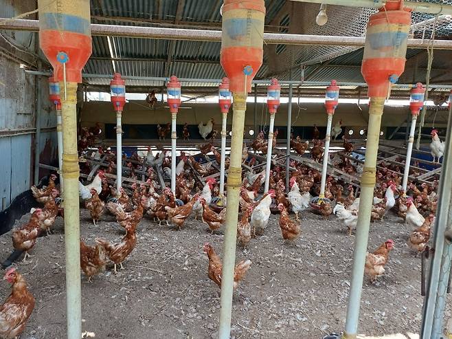 폭염이 극심했던 지난달 9일 충북 단양군의 한 산란계 농장 모습. 연합뉴스