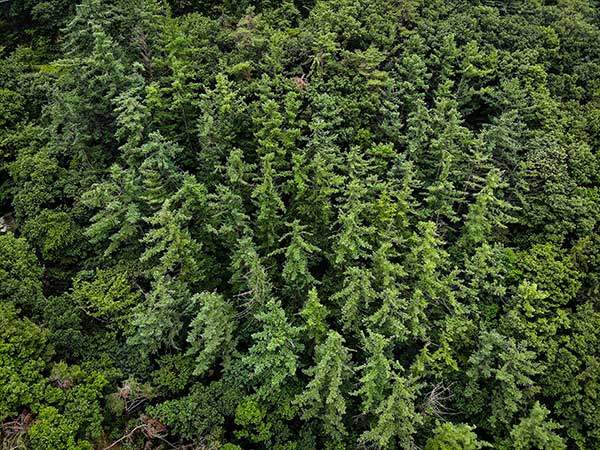 드론으로 본 낙엽송들. 50~60살로 한창 전성기다.