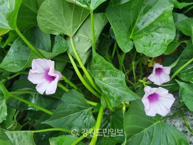 ▲ 평창읍의 한 주택가 텃밭에 심은 고구마 줄기에서 100년에 한번 핀다는 행운을 상징하는 고구마꽃이 피어 볼거리가 되고 있다. 신현태 기자