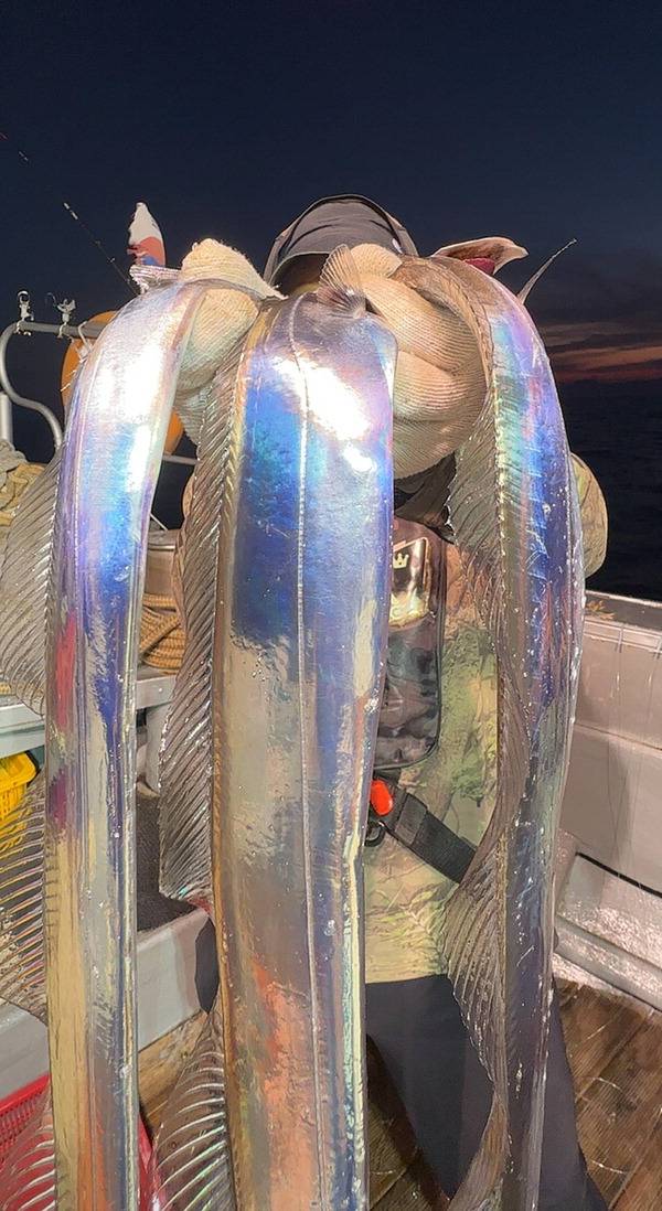 부산권에서 외줄낚시로 잡은 갈치.