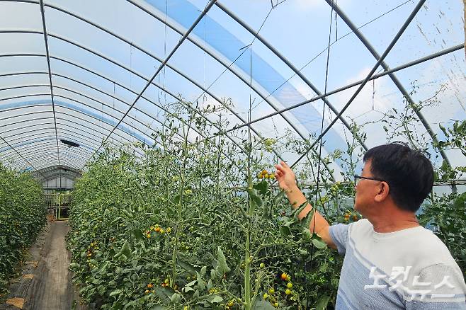 춘천의 한 토마토 농장에서 폭염으로 말라 비틀어진 열매를 만지는 농장 주인의 모습. 구본호 기자