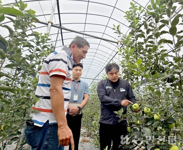 경북 청송군이 실증시험 중인 사과 스마트 시설하우스. 홍원호 청송군 미래농업팀장(오른쪽)과 사과농가 남법식씨(왼쪽)가 ‘쓰가루’ 생육 상태를 살펴보고 있다.