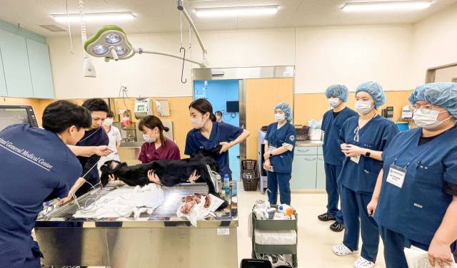 영진전문대 동물보건과 학생들이 동물종합의료센터 치바현에서 현장 실습에 참여한 모습. 영진전문대 제공