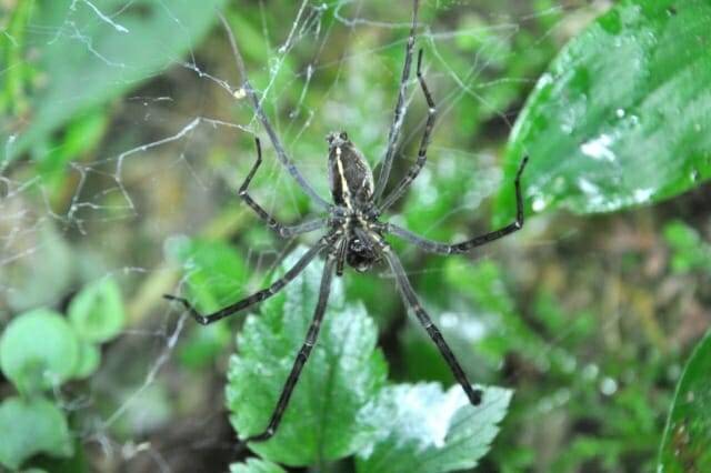 새로운 연구에 따르면, 일부 거미가 반딧불이를 사용해 다른 먹잇감을 유인하는 것으로 나타났다. (출처=영국 생태학회)
