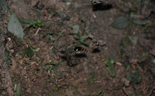 거미줄에 잡힌 반딧불이들 (사진=영국 생태학회)