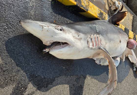 지난 22일 부산 영도 앞바다에서 발견된 흰배환도상어 사체. 부산 앞바다에서 2년 연속 상어 출현이 확인된 건 매우 이례적이다. 사진 부산해양경찰서