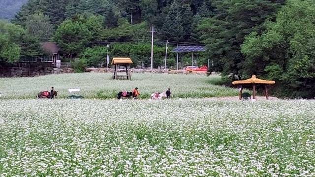 강원 평창효석문화제. 한국관광공사