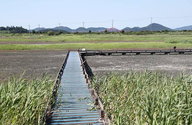 태평염생식물원엔 걷기 편한 나무 데크 길이 조성돼 있다. 박미향 기자