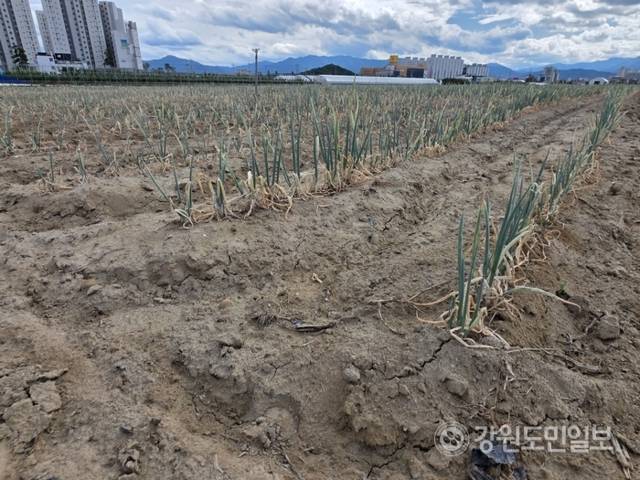 ▲ 역대급 가뭄에 농업용수 공급이 중단되는 등 강릉의 물 부족 사태가 심각한 가운데 1일 강릉시 송정동 한 대파밭에 심어진 파가 말라가고 있다. 특히 물 부족으로 땅도 갈라지는 등 농민들의 한숨이 깊다. 황선우 기자