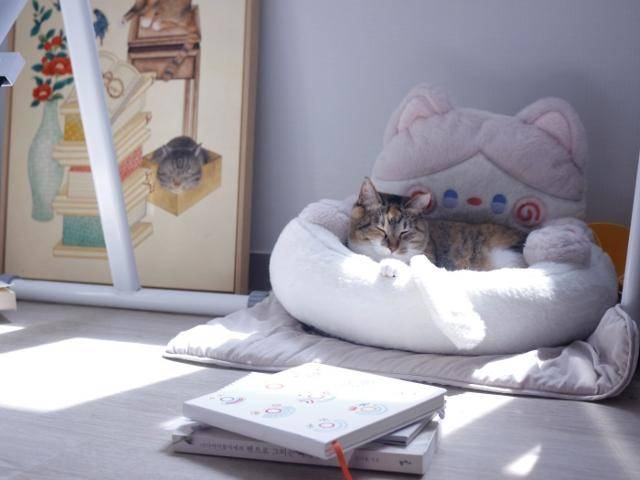 겉으론 너무나 멀쩡한 도도, 그래서 가끔 도도의 병을 잊곤 합니다.