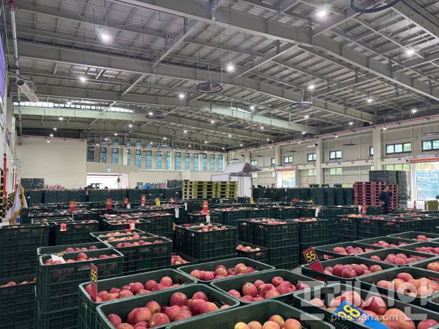 ▲지난 1일 안동시농수산물도매시장 제3공영도매시장 경북청과가 경매 후 사과진열을 하고 있다.ⓒ 프레시안(김종우)