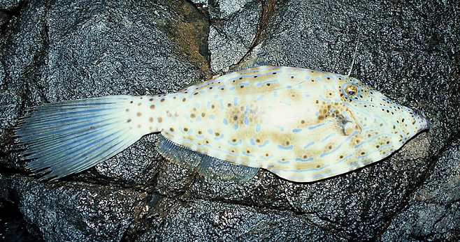 복어독의 20배에 달하는 팰리톡신을 지닌 날개쥐치. 사진 제공=(주) 다락원 - 낚시춘추