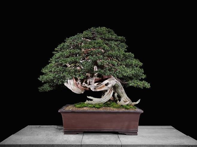 전남 신안군 압해읍 1004섬 분재정원에서 열린 ‘주목나무 분재 특별전’에 전시된 분재 작품. 신안군 제공