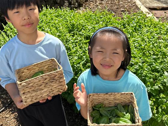 지난달 28일 제주 창천초등학교로 농어촌 유학을 온 김건후군과 김아랑양 남매가 학교 텃밭에서 딴 바질을 들어보이고 있다. 최충일 기자