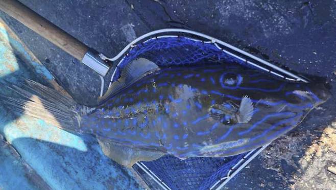 기후 변화 영향으로 최근 제주에서 잡히기 시작한 날개쥐치에 복어 독의 20배에 달하는 '팰리톡신'이 있어 각별한 주의가 필요하다./사진=식약처 제공