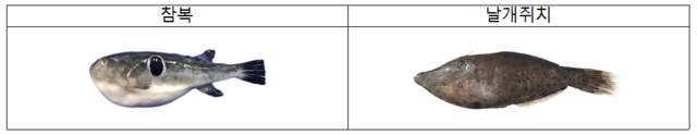 국내에서 식용으로 어획되는 참복(왼쪽)과 최근 제주도 남부 연안에서 발견되는 아열대성 어류인 날개쥐치. 식품의약품안전처