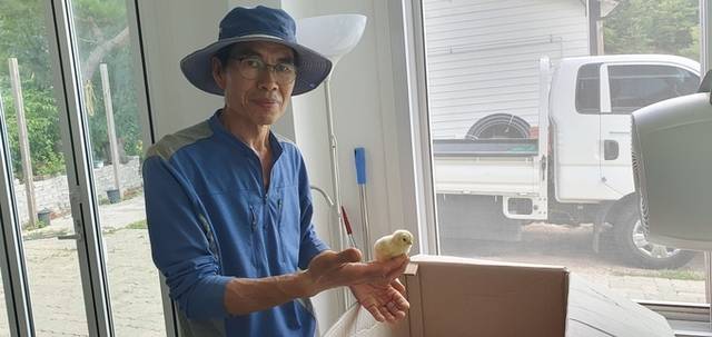 ▲ 4일 이완기(61) 포항토종씨앗도서관 대표가 손수 기른 병아리를 손바닥에 올려놓고 소개하는 모습. 황영우 기자