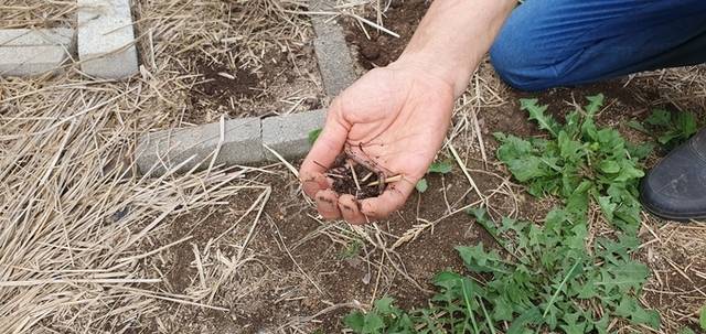 ▲ 4일 포항토종씨앗도서관 내 경작 부지에 지렁이 등이 살면서 비옥한 토양을 유지하고 있는 모습. 황영우 기자