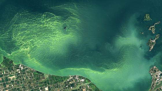 랜드샛 9호 위성이 포착한 지난해 8월 13일 미국 이리호의 녹조 대발생 모습. 녹조 면적이 830㎢에 달했다. 사진 NASA