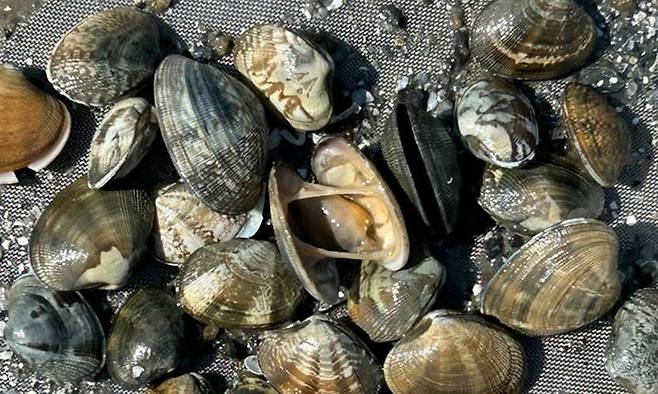 장염비브리오균은 해수의 온도가 15도 이상이 되면 증식하는 식중독균이다. 해당 사진은 기사와 직접 관련이 없습니다. 경기도 제공