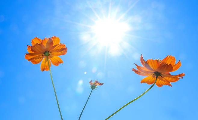 지난 5일 오전 경기 수원시 탑동시민농장에서 코스모스가 활짝 피어있다. /박성원 기자