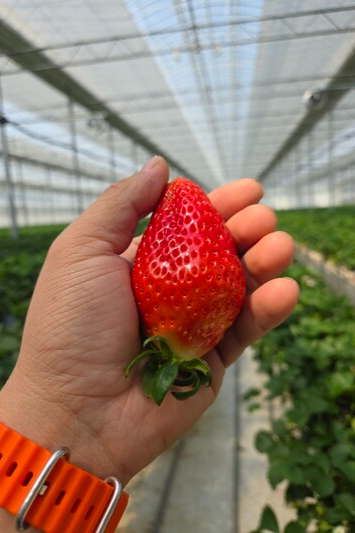 임동만 청춘베리팜 대표가 수확한 국산 대표 딸기 품종 '설향'. 임동만 대표 제공
