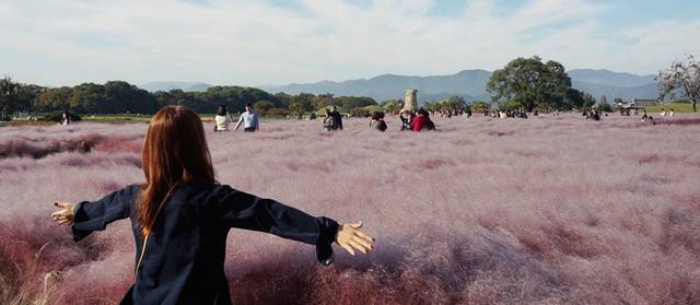 ▲ 핑크뮬리로 물들은 경주역사유적지구 첨성대 인원