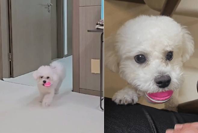 무한 공놀이에 심취한 소망이(보호자 제공) ⓒ 뉴스1