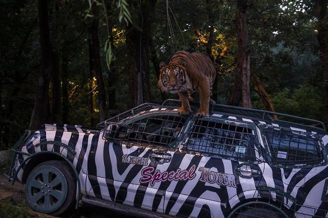 에버랜드 야간 맹수 탐험 프로그램 '나이트 사파리 트램'. 삼성물산.