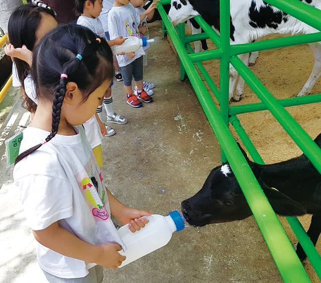 충남 천안 낙농체험목장 ‘맘맘스’에서 한 어린이가 젖소 송아지에게 우유를 먹여보고 있다. 맘맘스