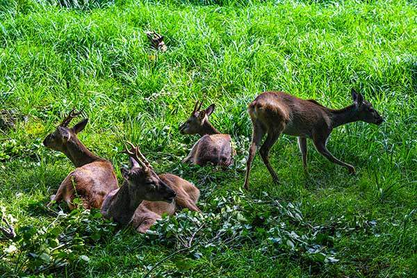 노루생태관찰원의 노루들. 여름은 노루의 번식기다.