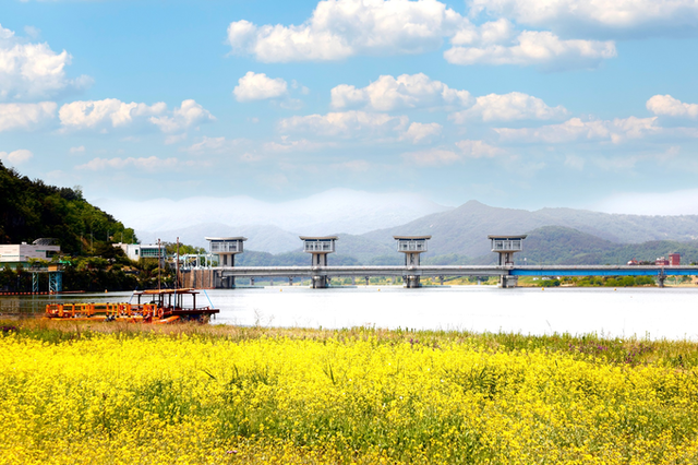 ▲ 봄 유채꽃 군락 너머로 이어지는 낙단보 전경, 강변 산책과 유람을 함께 즐기는 명소. 의성군