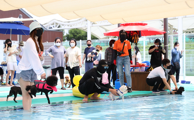 ▲ 구명조끼 착용 후 수영 연습 중인 반려견과 보호자, 안전요원이 상주하는 의성펫월드 도그풀. 의성군