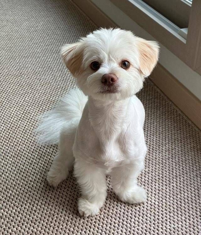 몽실씨, 노릇한 귀털이 너무 매력적이세요.