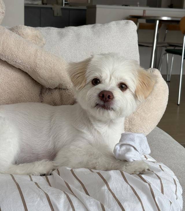 집사의 양말은 못 참지!