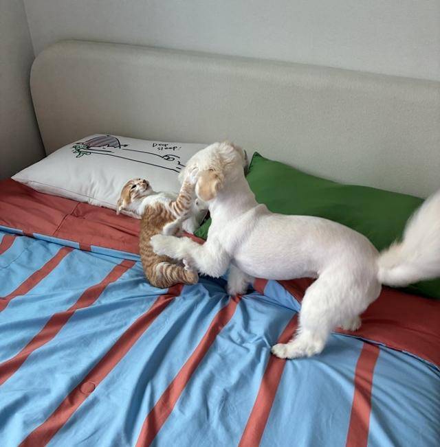 냥냥펀치 vs 댕댕펀치