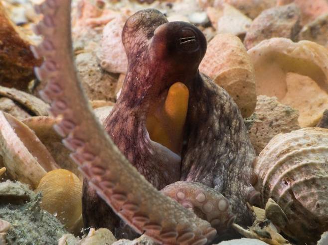 조개 껍데기들 사이에 있는 참문어(학명 Octopus americanus). Chelsea Bennice 제공