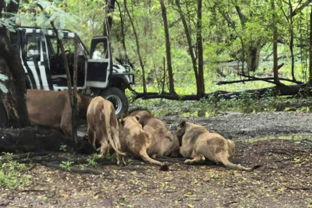 10일 태국 방콕 사파리월드에서 사자 떼가 차량에서 내린 사육사를 공격하고 있다. 엑스 캡처