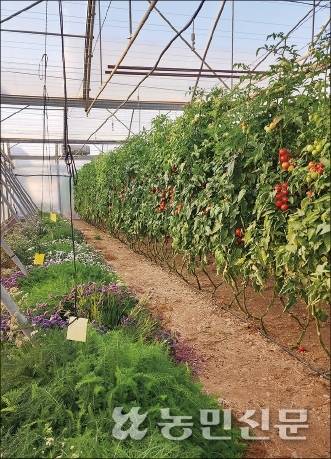 알메리아 농가는 친환경농업을 실천하기 위해 측창 옆에 꽃·허브 등 다양한 식물을 길러 해충을 방제하는 생물다양성 농법을 도입하고 있다.