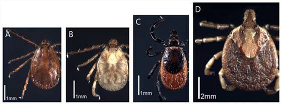 SFTSV 매개 참진드기. A:작은소피참진드기, B:개피참진드기, C:일본참진드기, D:뭉뚝참진드기. 사진 질병관리청