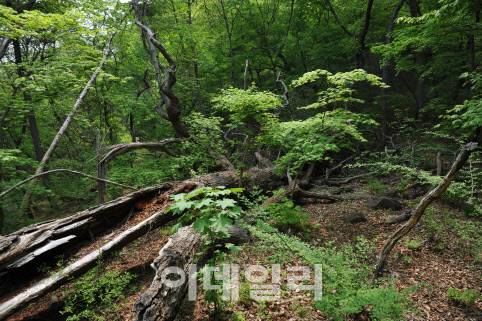 광릉숲 내 노거수가 쓰러진 자리에 숲틈이 생겨 다양한 어린 수종들이 새롭게 정착한 모습. (사진=국립수목원 제공)