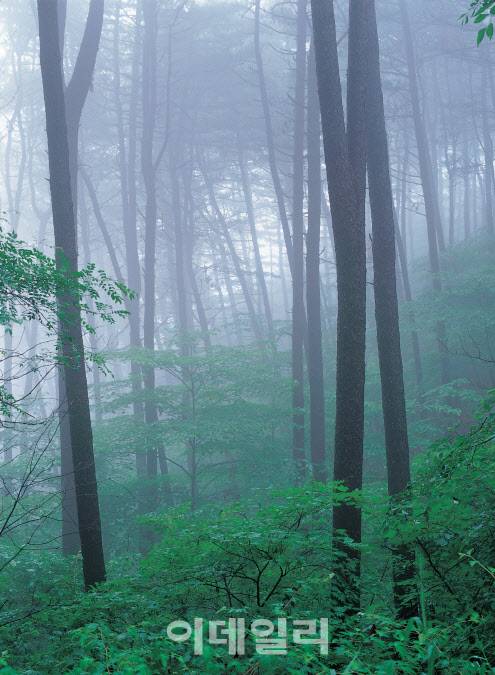 광릉숲 내 잣나무숲길. (사진=국립수목원 제공)
