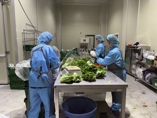 팜토리 직원들이 무공해 채소 판매 전 포장 작업을 벌이고 있다. 김동민기자