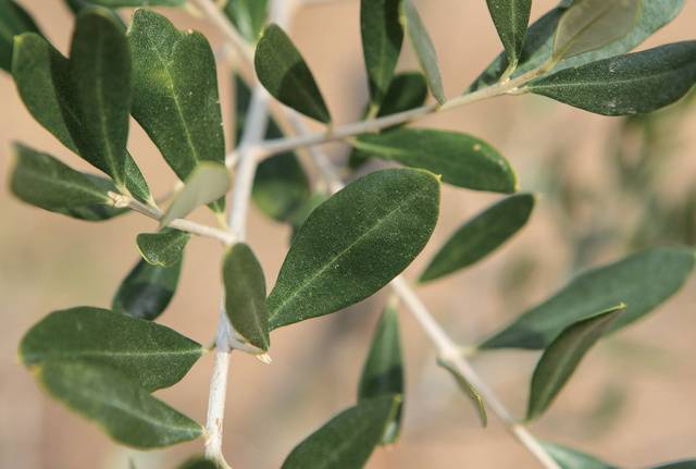 최근 제주와 남부 해안에서 올리브가 노지재배돼 새로운 소득작물로 관심이 높다.