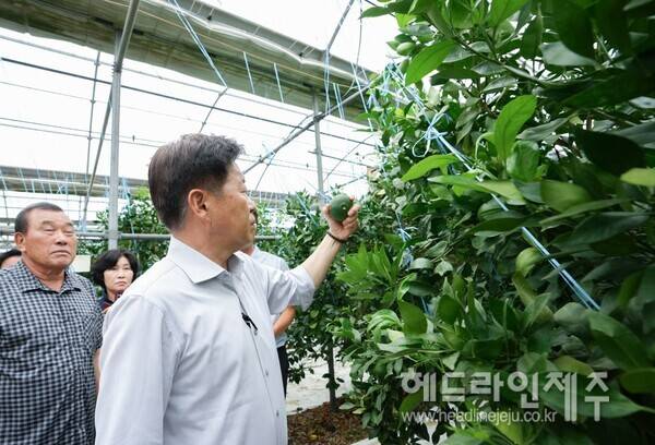 19일 레드향 열과 피해 현장을 찾은 오영훈 지사.