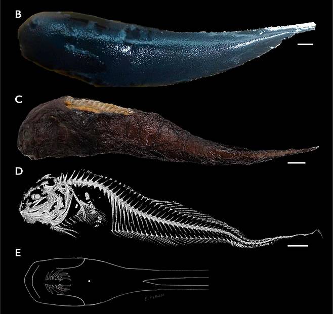 몬터레이 캐년에서 발견된 신종 꼼치 '카레프로크투스 얀세이아이'(Careproctus yanceyi). 사진=MBARI
