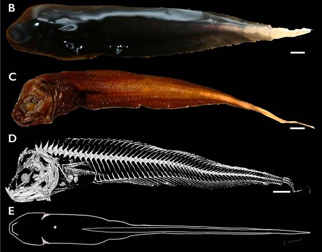 몬터레이 캐년에서 발견된 신종 꼼치 '파랄리파리스 엠'(Paraliparis em). 사진=MBARI