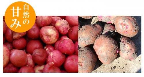 고로케의 재료로 사용되는 감자의 모습. (출처=아사히야 홈페이지 캡처)