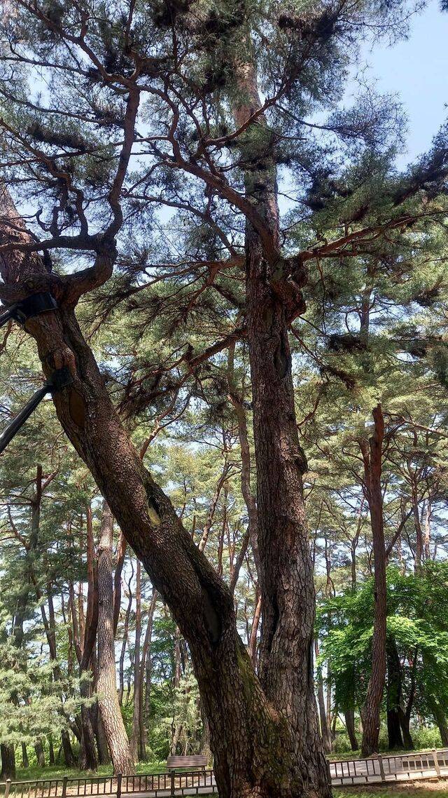 세조에게 왕위를 빼앗긴 단종이 강원도 영월 청령포로 쫓겨나 유배생활을 하면서 둘로 갈라진 나무 줄기에 걸터앉아 시간을 보냈다고 하는 관음송.